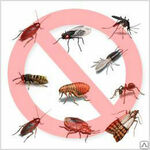 фото Уничтожение тараканов, клопов, муравьев, насекомых