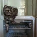 фото Примем старый холодильник за деньги.